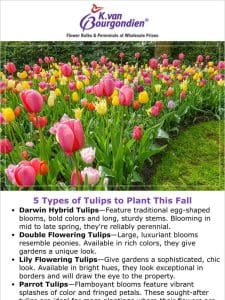 5 types of tulips to plant this fall