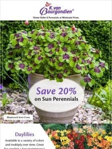 7 Sun Perennials to Plant This Spring