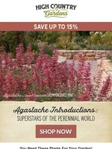 Agastache Introductions: Superstars Of The Perennial World