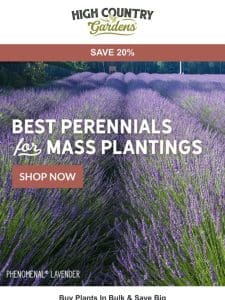 Best Perennials For Mass Planting