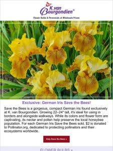 Buy an Iris， Save Some Bees