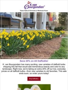 Daffodil sale! Save 20% on our entire stock