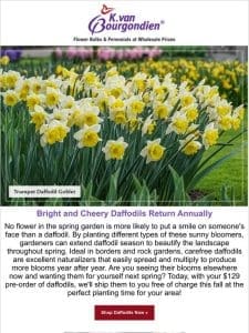 Daffodils illuminate any spring landscape