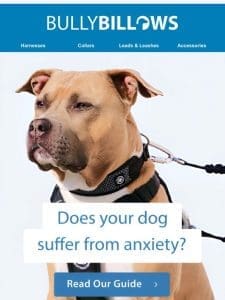 Does Your Furry Friend Suffer From Anxiety? ?