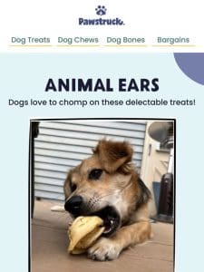 Dogs love chomping on animal ears!