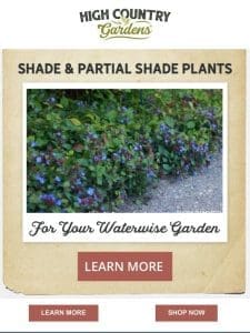 Explore Unique Plants For Shade