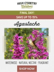 Final Day | Save 15% On Agastache