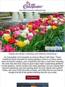 Give your clients top-quality tulips ?