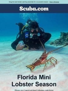 Hey Florida， Catch More Lobsters This Season!