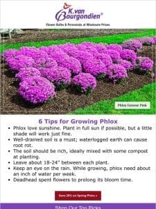 How to grow phlox like the experts