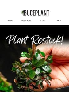 INSANE Aquarium Plants + Foresta Paluds Restocked!