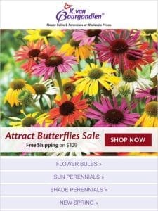 Invite butterflies and other pollinators ?