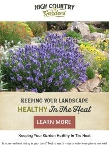 Keeping Your Garden Healthy In The Heat