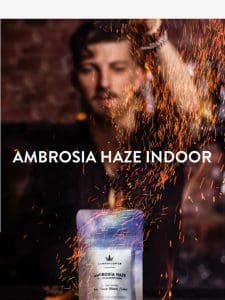 ?? Last Call – Ambrosia Haze Indoor