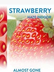 ?? Last Call – Strawberry Haze Indoor ??