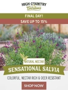 Last Chance | Save On Salvia