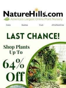 Last Chance To Get Plants Up To 64% Off PLUS Free Shipping!