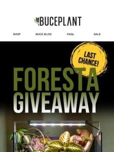 Last Chance ?? Win a FORESTA Palud!