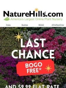 Last chance to shop BOGO FREE!