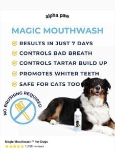 ? Magic Mouthwash: Keep your dog’s mouth clean & fresh