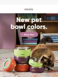 New. Pet. Bowl. Colors.