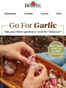 Order your garlic!