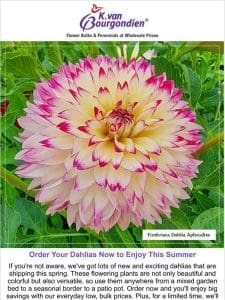 Our New Dahlias Will Blow Your Mind! ?