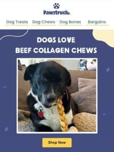 Pawsome Benefits of Beef Collagen