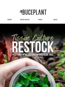 Pest-Free Plants For the Win + Foresta GIVEAWAY!