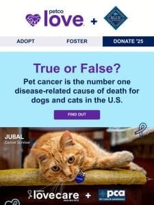 Pet cancer support ?