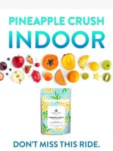 ? Pineapple Crush Indoor ?