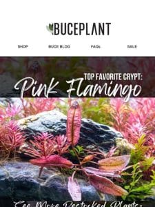 Plant Alert❗10% OFF Pink Flamingo for Limited Time