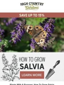 Plants With A Purpose: How To Grow Salvia