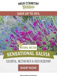 Salvia Sale: Colorful， Nectar Rich & Deer Resistant