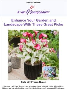 Save 20% on bulbs and perennials