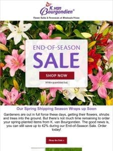 Save up to 42% on Summer-Flowering Plants