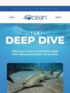 The Deep Dive