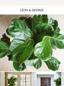 The Formidable Fiddle Leaf Fig