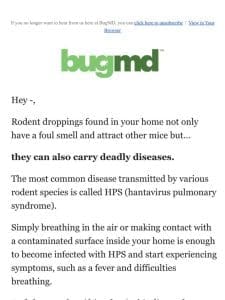 The health dangers of rodent droppings