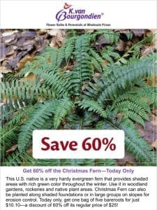 Today Only: Get 60% off the Christmas Fern!