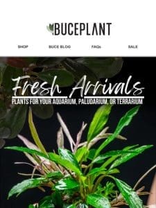 Top 3 Plant Picks ?? Just Restocked!