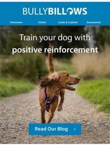 Train Your Dog With Confidence ?