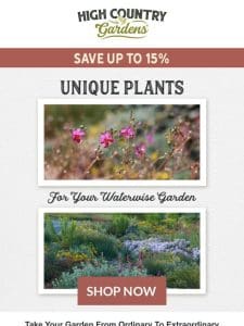 Unique Plants For Your Waterwise Garden