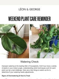 Weekend Plant Care Reminder