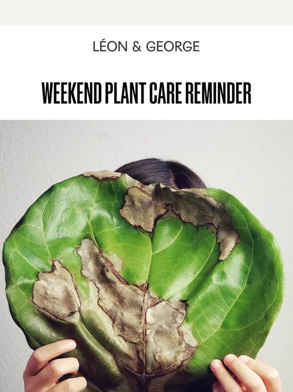 Weekend Plant Care Reminder
