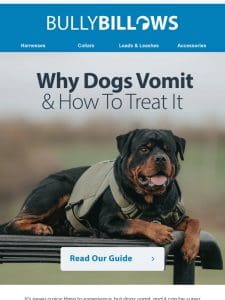 Why Dogs Vomit & How To Treat It