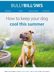 Your Pup’s Summer Survival Guide ☀️