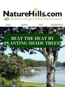 Beat the heat by planting shade trees!?