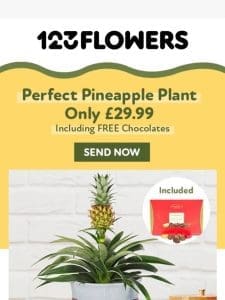 FREE Chocolates with Pineapple Plants