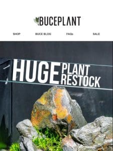 HUGE Aquarium Plant Restock: Buce， Stems， Anubias & More!